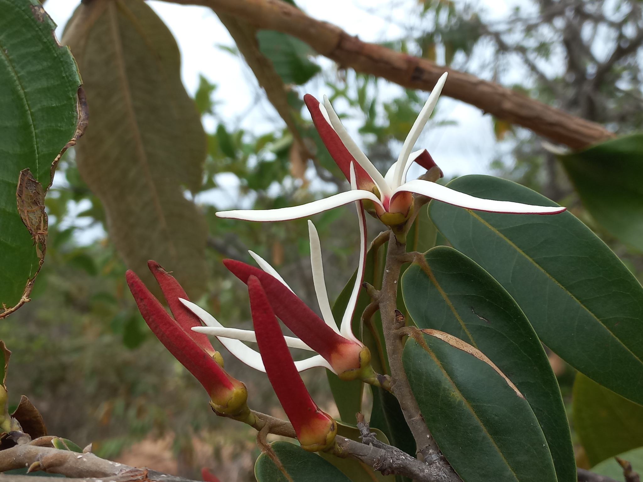 Xylopia aromatica