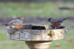 Turdus migratorius