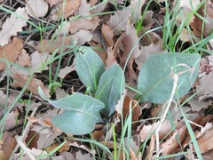 Cynoglossum cheirifolium