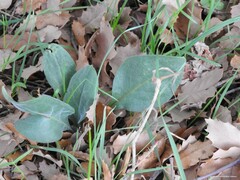 Cynoglossum cheirifolium