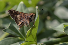 Lon melane vitellina