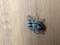 Menemerus bivittatus