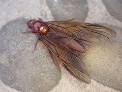 Carebara