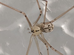 Psilochorus pullulus