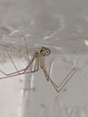 Psilochorus pullulus