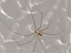 Psilochorus pullulus