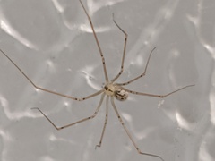 Psilochorus pullulus