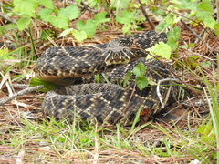 Crotalus adamanteus