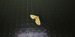 Pelurga comitata