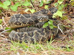 Crotalus adamanteus