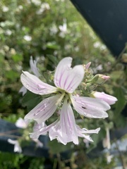 Malva preissiana