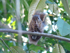 Sciurus aestuans
