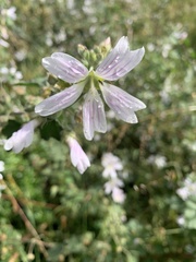 Malva preissiana