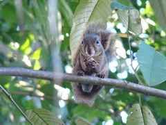 Sciurus aestuans