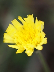 Pilosella lactucella