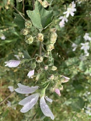 Malva preissiana