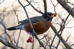Turdus migratorius