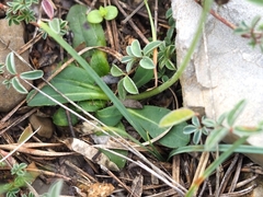 Pilosella lactucella