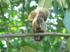 Sciurus aestuans