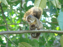 Sciurus aestuans