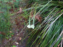 Pimelea octophylla