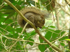 Sciurus aestuans