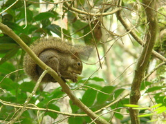 Sciurus aestuans