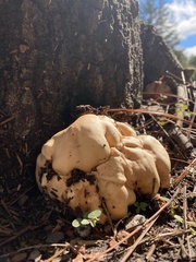 Trichoderma peltatum