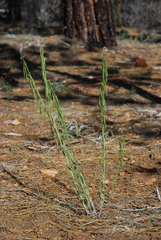 Boechera retrofracta