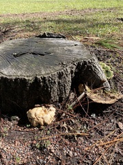 Trichoderma peltatum