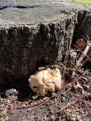 Trichoderma peltatum