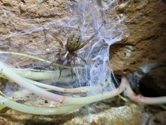 Lycosoides coarctata