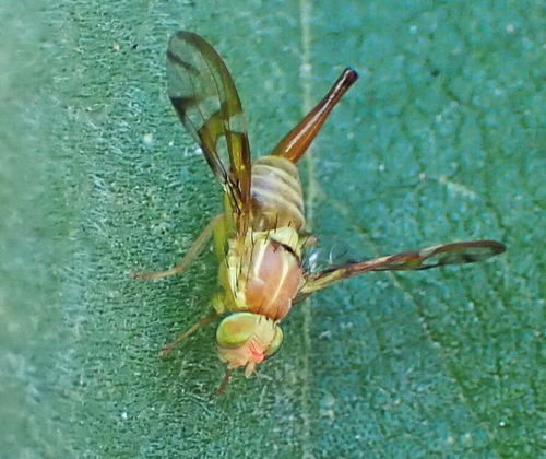 Mexican Fruit Fly photo 5