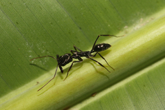 Odontomachus haematodus