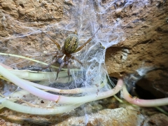 Lycosoides coarctata