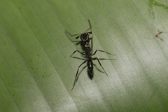 Odontomachus haematodus