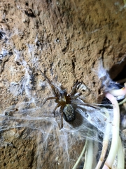 Lycosoides coarctata