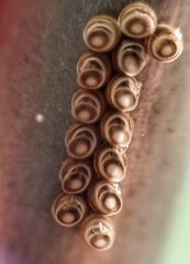 Agaeus