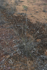 Aristida latifolia