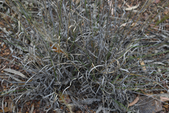 Aristida latifolia