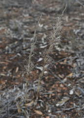 Aristida latifolia