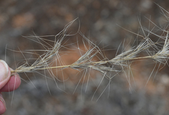 Aristida latifolia