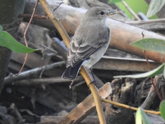 Syrtidicola fluviatilis