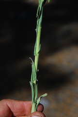 Boechera retrofracta