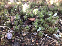 Polytrichum