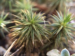 Polytrichum