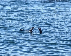 Arctocephalus pusillus