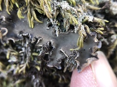 Peltigera collina