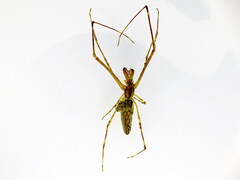 Tetragnatha bogotensis