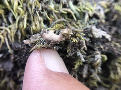 Peltigera collina
